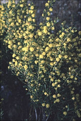 Acacia spathulifolia