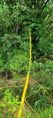 Dendrocalamus giganteus