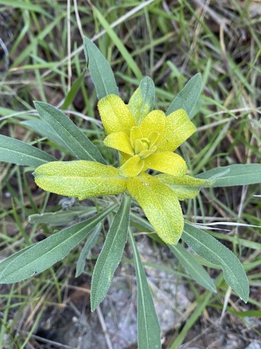 Puccinia monoica (Peck) Arthur