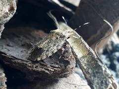 Pandonotum bergrothi