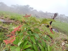 Cyphostemma princeae