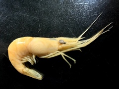 Macrobrachium australe