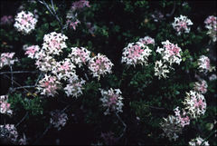 Pimelea ferruginea
