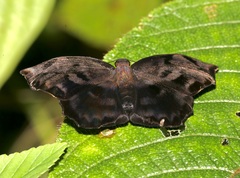 Achlyodes busirus