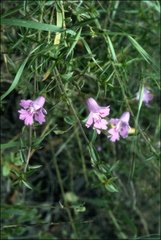 Hemiandra pungens