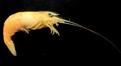 Macrobrachium bariense