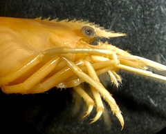 Macrobrachium bariense