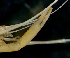 Macrobrachium bariense