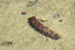 Holothuria inornata