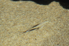 Eucinostomus currani