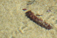 Holothuria inornata