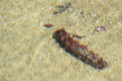Holothuria inornata