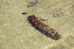 Holothuria inornata