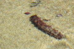 Holothuria inornata