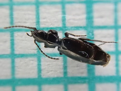Microlestes maurus