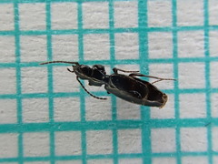 Microlestes maurus