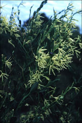 Anthocercis littorea