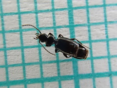 Microlestes maurus