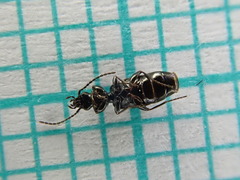 Microlestes maurus