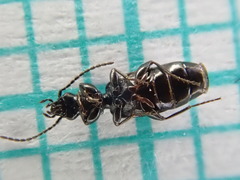 Microlestes maurus