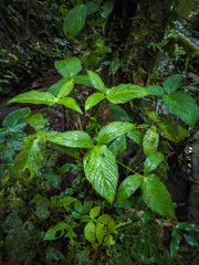 Chlorospatha