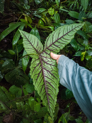 Chlorospatha atropurpurea