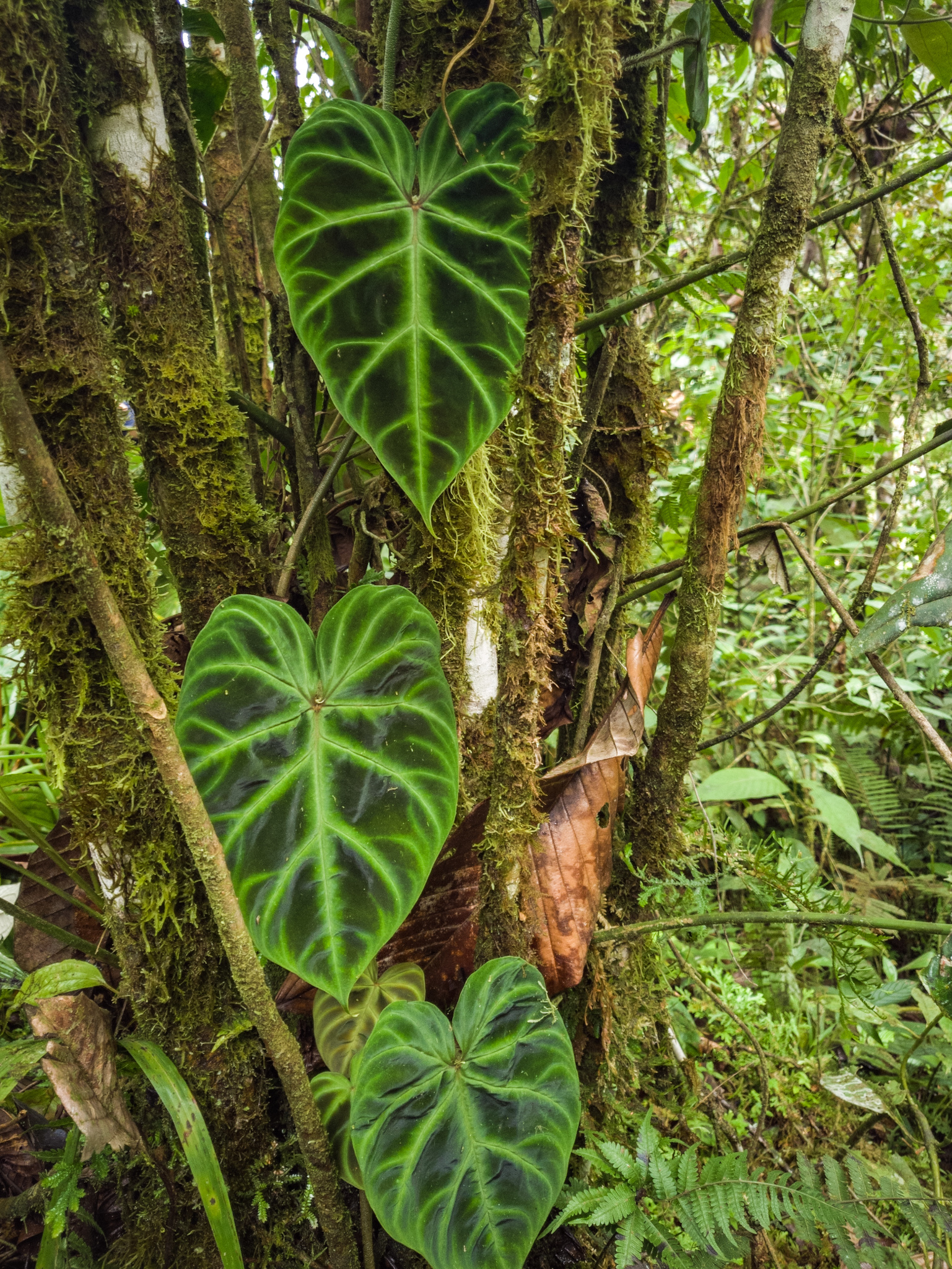 philodendrons (Genus Philodendron)  iNaturalist