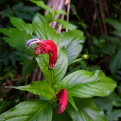 Centropogon cornutus