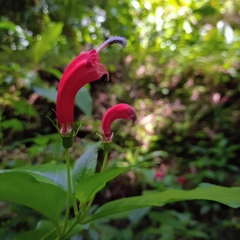 Centropogon cornutus