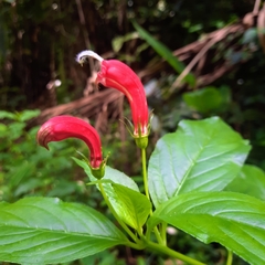 Centropogon cornutus