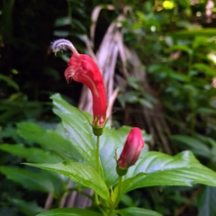 Centropogon cornutus