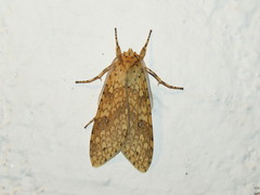 Lophocampa catenulata