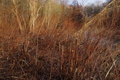 Patrick Hacker, CC BY, iNaturalist via GBIF Reynoutria × bohemica, photograph Patrick Hacker, CC BY, iNaturalist via GBIF
