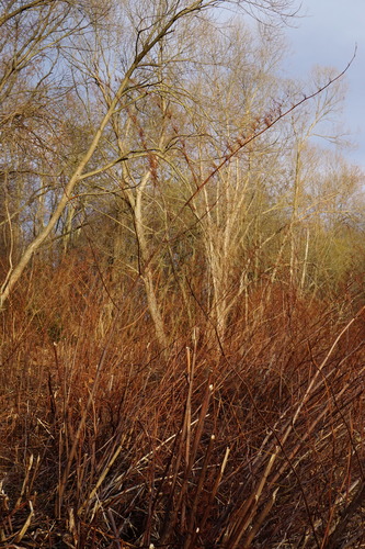 Reynoutria × bohemica, photograph 4