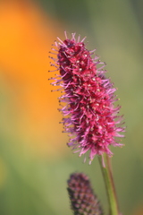 Sanguisorba