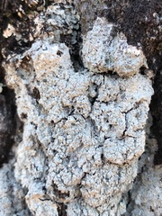 Pertusaria ostiolata