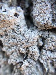 Pertusaria ostiolata