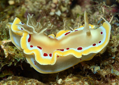 Ardeadoris cruenta