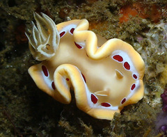 Ardeadoris cruenta