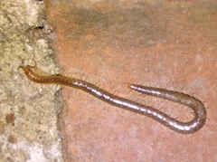 Geophilus carpophagus