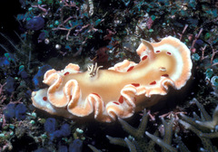 Ardeadoris cruenta