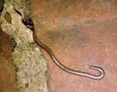 Geophilus carpophagus