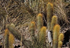 Cleistocactus hyalacanthus