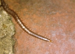 Geophilus carpophagus