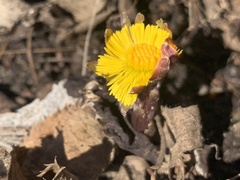 Tussilago