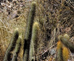 Cleistocactus hyalacanthus