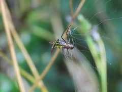 Micrathena guerini