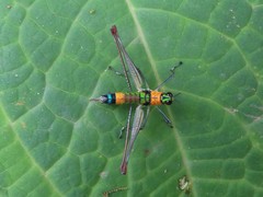 Paramastax rosenbergi