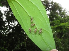 Thyrsophorinae