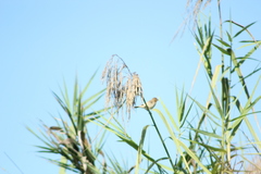 Sporophila minuta
